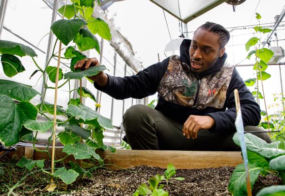 Student working in a greenhouse