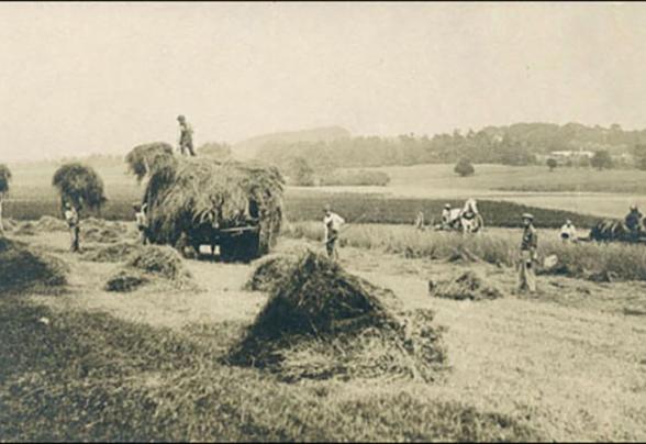 Hayfields on The Farm School