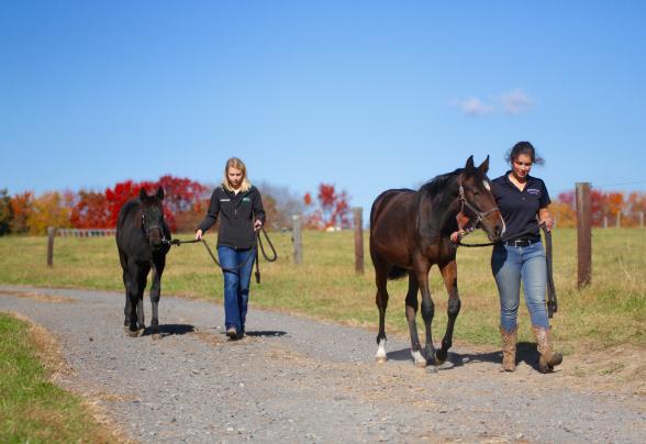 A group of faculty and students with a horse