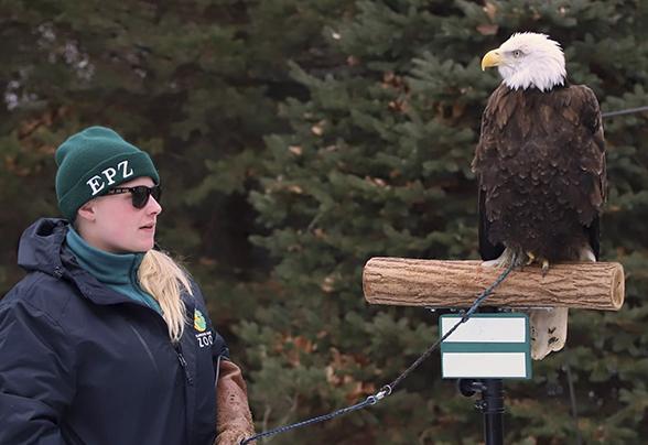 College-aged student working at the Elmwood Park Zoo with a Bald Eagle