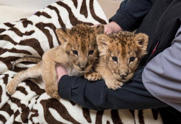 Dr Keiffer Holding Lion Cub Brothers