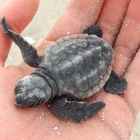 A student holding a baby sea turtle