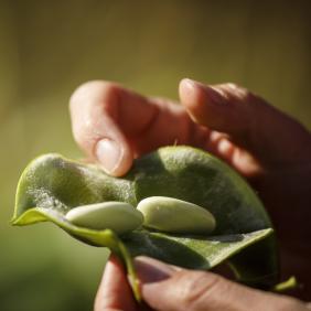 Hand holding an open pea pod