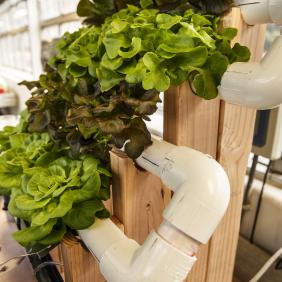 Lettuce growing in an aquaponics setting