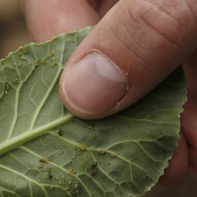 A close-up photo of a leave with aphids on the underside of a leaf