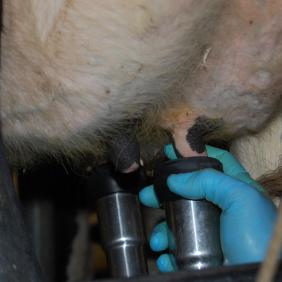 A student milking a cow