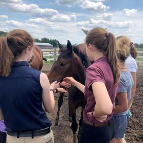Students working with a foal.