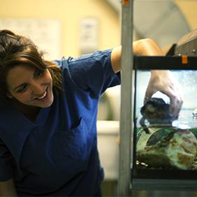 a college-age student taking a turtle out of a tank