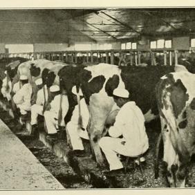 1930 dairy department