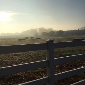 Equine field in the misty morning