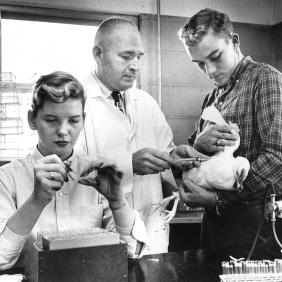 Poultrylab 1950s