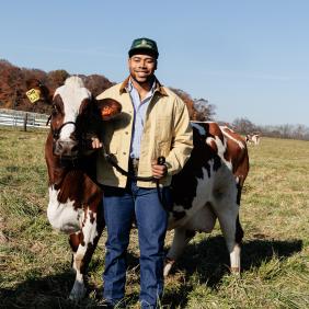 hands on learning a male student standing with a cow