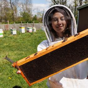 An apiary student is working with bees in a beekeeper suit.
