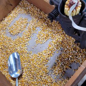 Corn kernels are shaped into the letters dvu. 