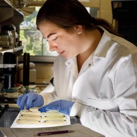 Ashlynn Masters, biology student, is working with gloves on microscopic samples.