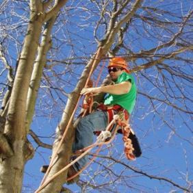 A student is climbing a tree wearing protective gear. 