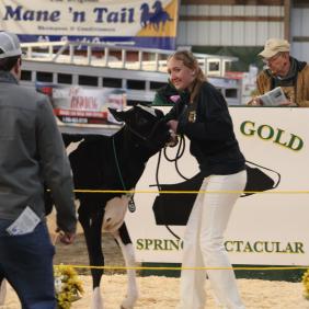 A student is showing a cow at the annual green and gold sale on campus. 