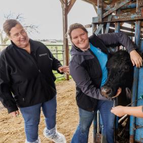 Joanne Powell is working with two students in the dairy barn on handling a cow. 