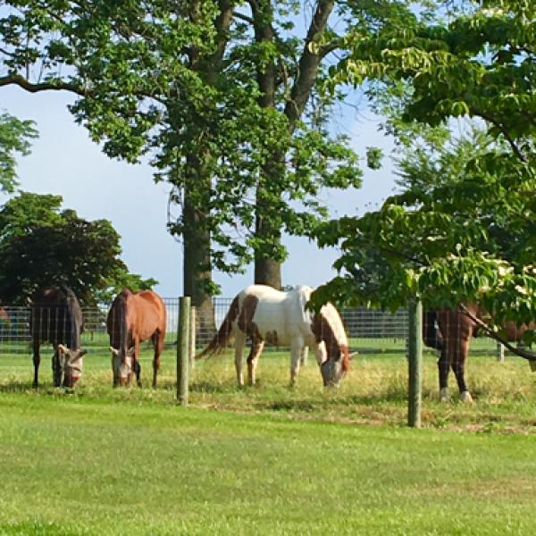Horses in a paddock.
