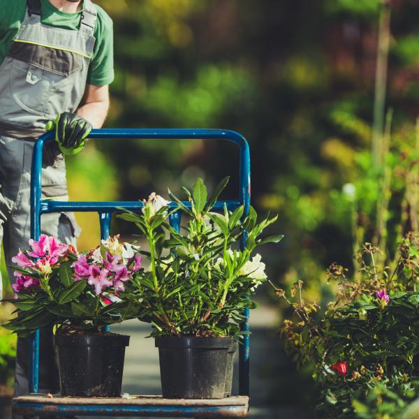 student pushing hand trolly with several colorful plants on it.