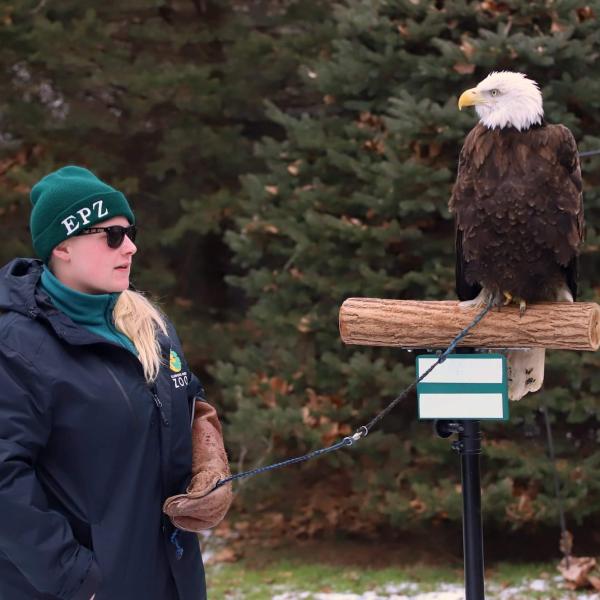 A female stedent holding the leash of a bald eagle which is atop it's perch.
