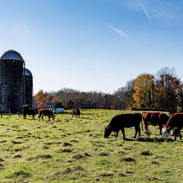 Cows standing on the grass in front of the dairy center