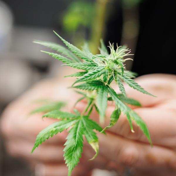 Hands holding a cannabis leaf