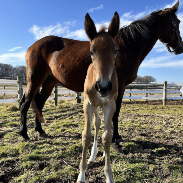 A foal is standing in front of its mother on grass near the equine center. 
