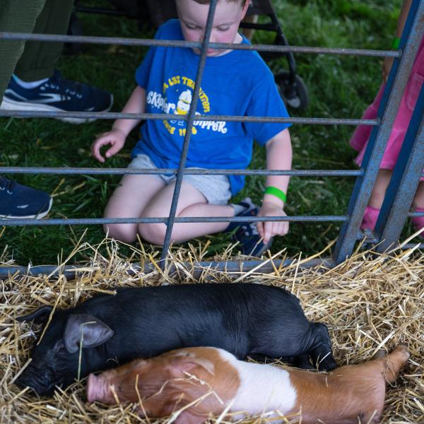 a child is watching two baby pigs