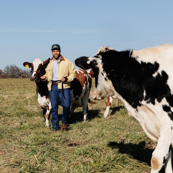 A student is on south campus leading cows next to him. 