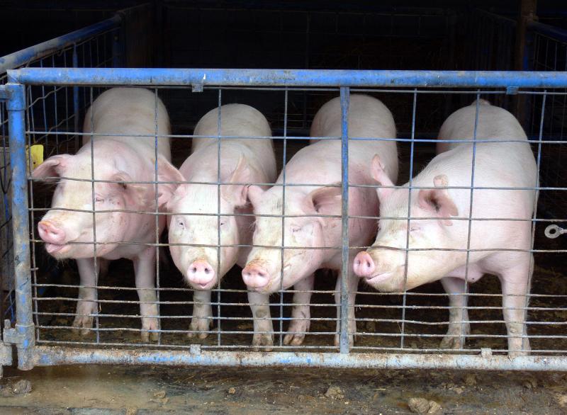 Four pigs at Delaware Valley University