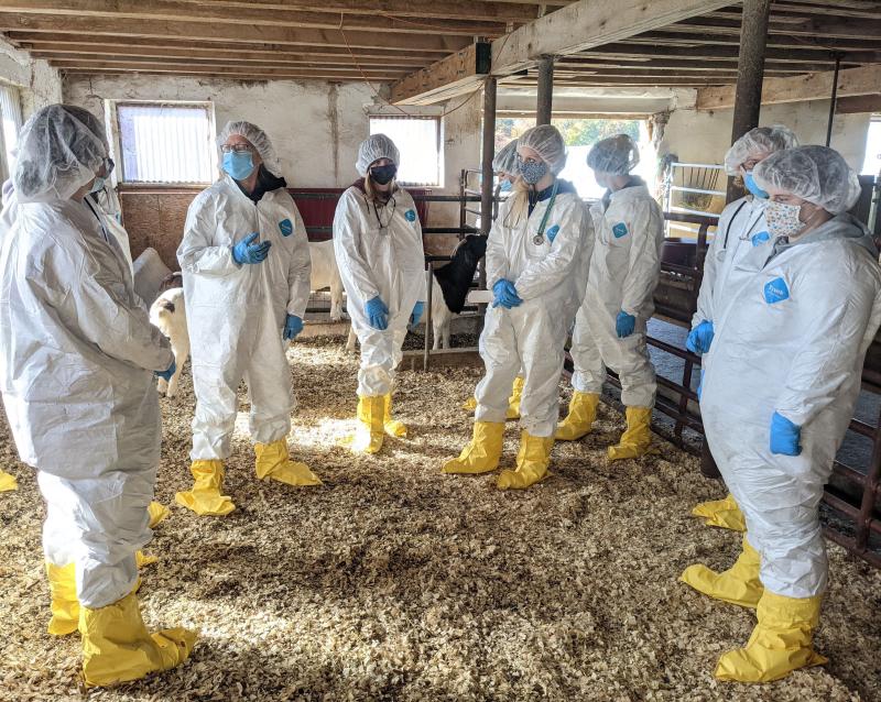Delaware Valley University students don PPE and work with experts in a livestock barn during a mock disease outbreak as part of One Health Week. 