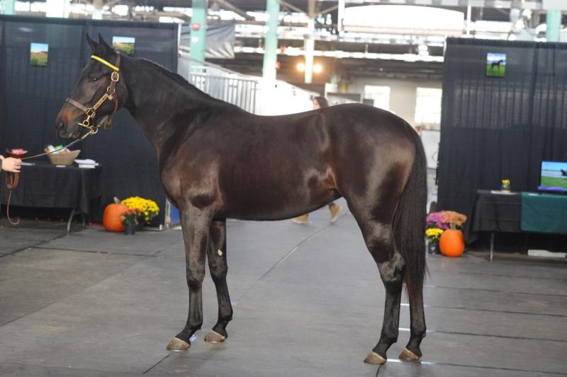 Lille, a dark brown horse stands in the Standardbred Horse Sale's Company's venue. The photo is a full body side profile. 