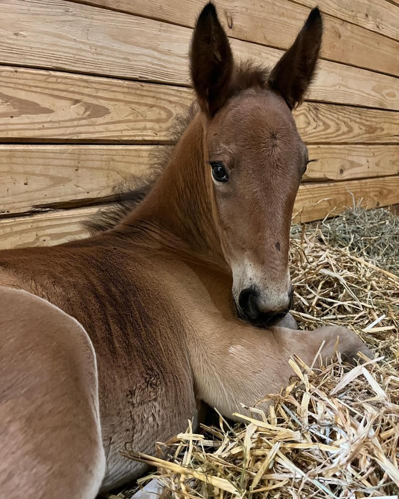 DelVal Equine Science and Management