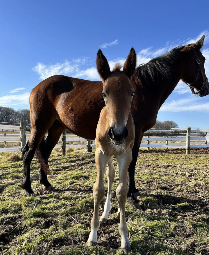 DelVal Equine Science and Management