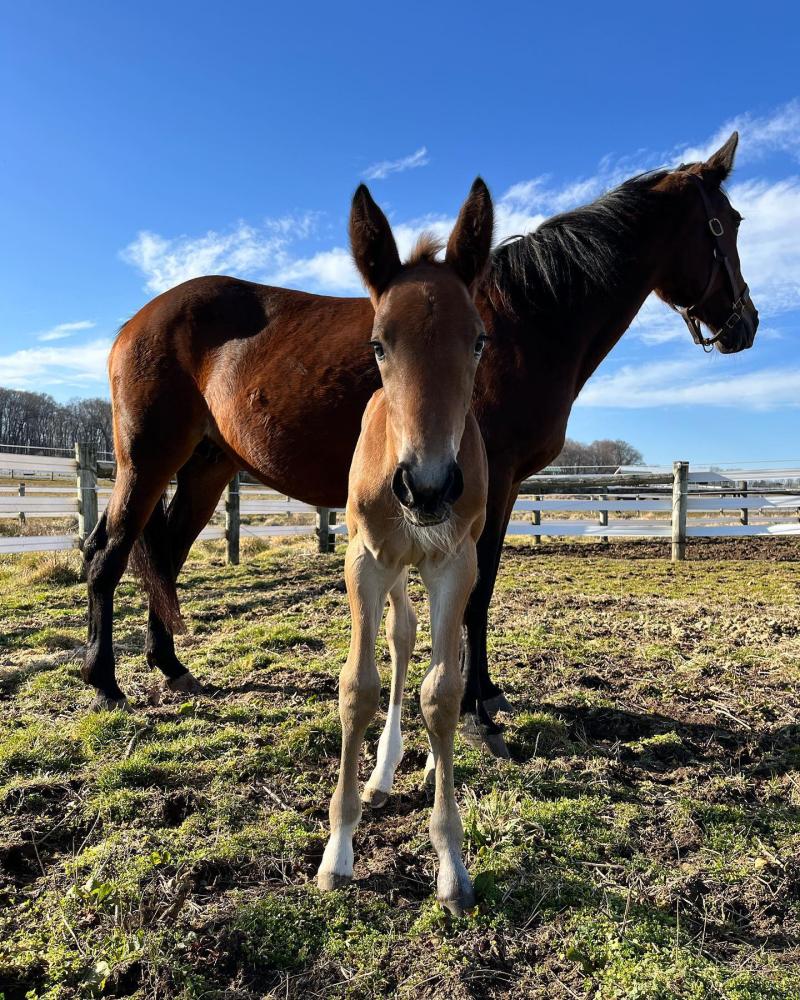 DelVal Equine Science and Management