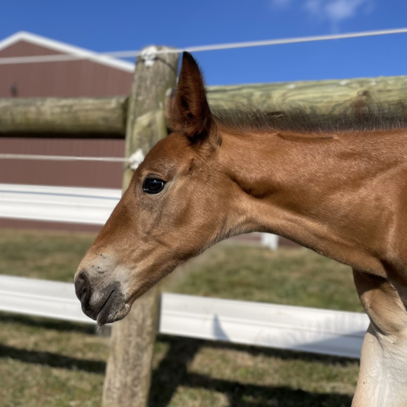 Foaling at Delaware Valley University, baby horse