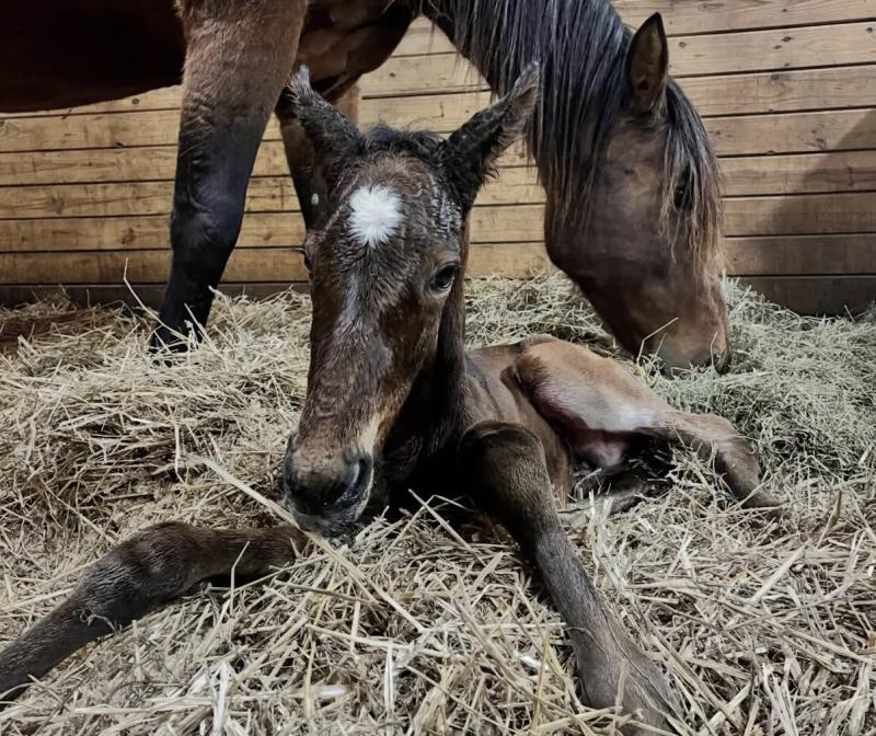 Newborn Foal laying in hay in front of mom