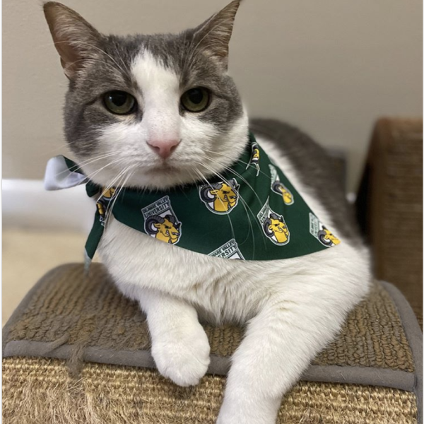 Cat wearing a DVU bandana