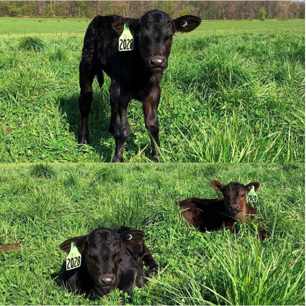 Newest calf born at the Livestock Center enjoying spring sunshine