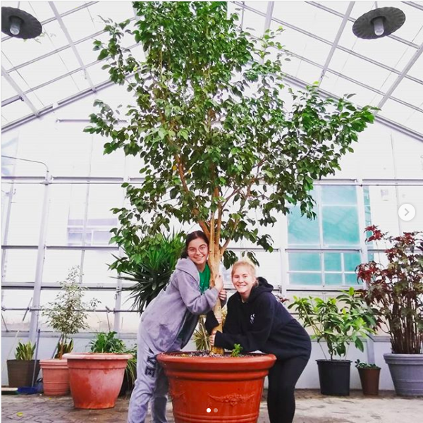 Dante the ficus tree repotted by two students