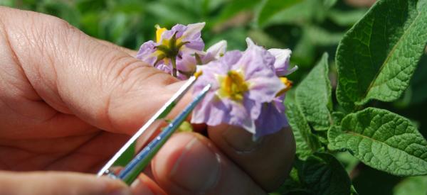 A student does a close up examination of a flowering plant.