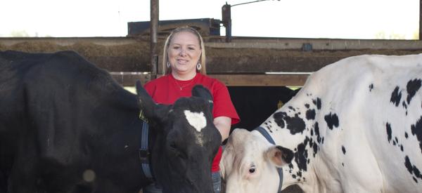 Darla Romberger works with two cows in a barn 