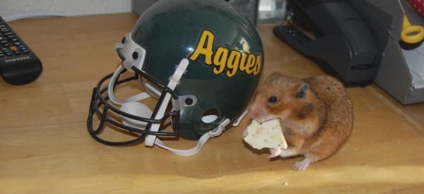 A hamster chews on a cracker on a student's desk in front of a helmet that reads Aggies.