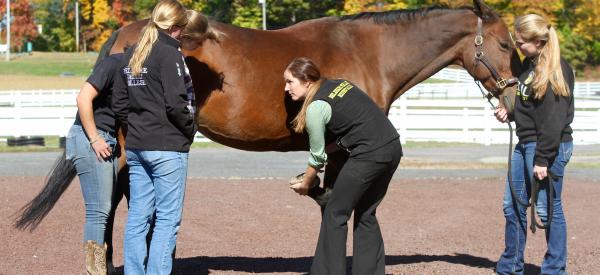 Students observing a professional tend to a horse