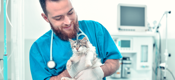 A pre vet student is handling a cat with blue scrubs and gloves on. 