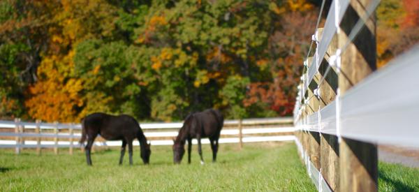 Equine Management