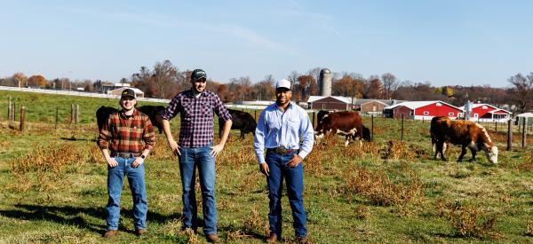 Three students are working in the field with dairy cows. 