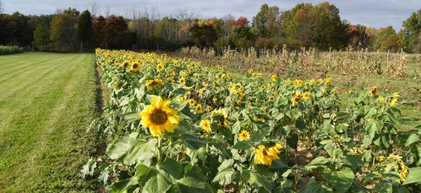 Sunflowers in the fields of delval.