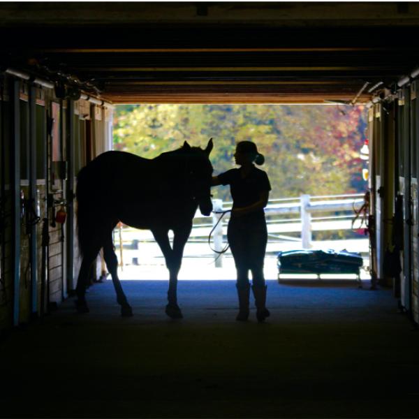 A female rider and horse in silhouette walking in a barn.